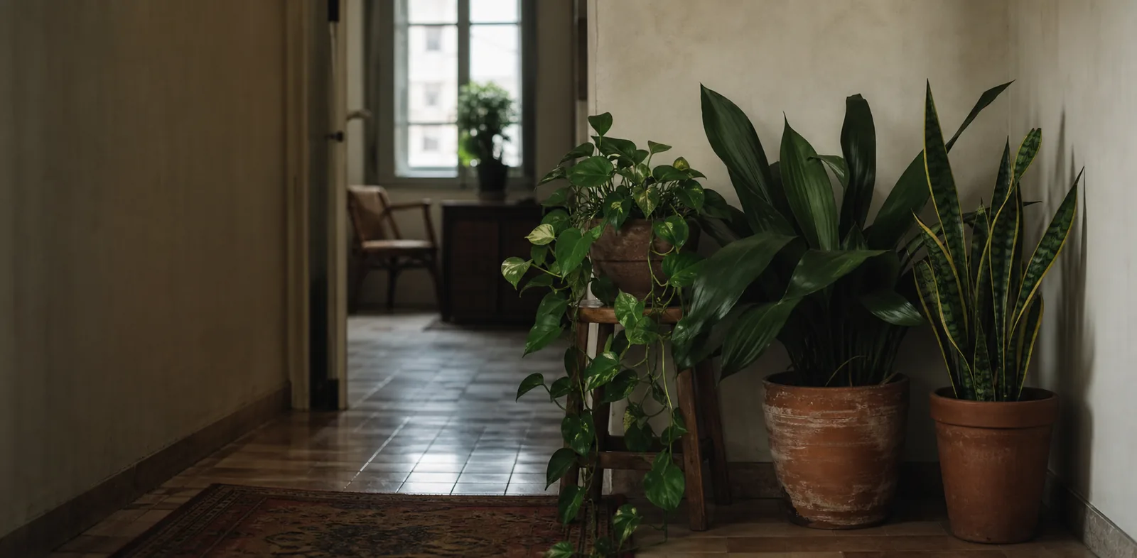 Plantas resistentes en un pasillo con luz indirecta suave